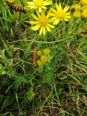 Tyria jacobaeae