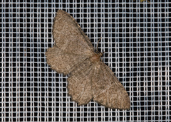 Philereme vetulata