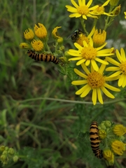 Tyria jacobaeae