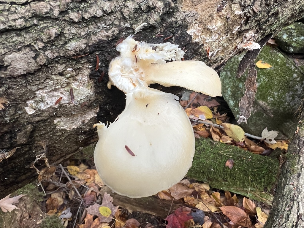 Oyster Mushrooms