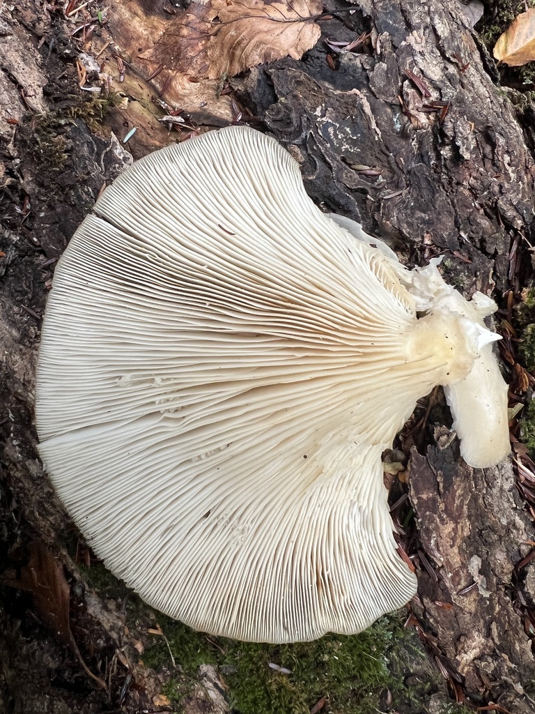 Oyster Mushrooms
