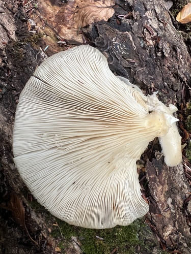Oyster Mushrooms