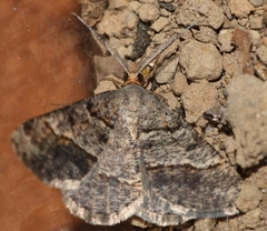 Isturgia exerraria