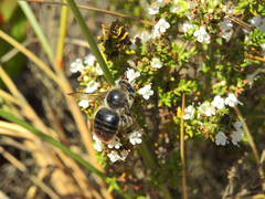 Xylocopa cantabrita