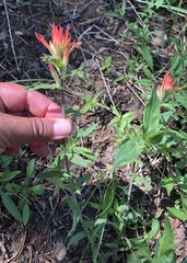 Castilleja pruinosa