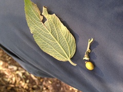 Celtis brasiliensis