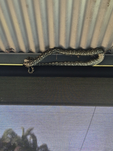 Coastal Carpet Python sighting