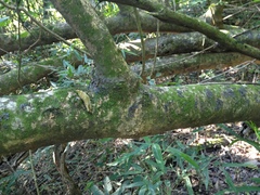 Celtis brasiliensis