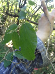 Celtis brasiliensis