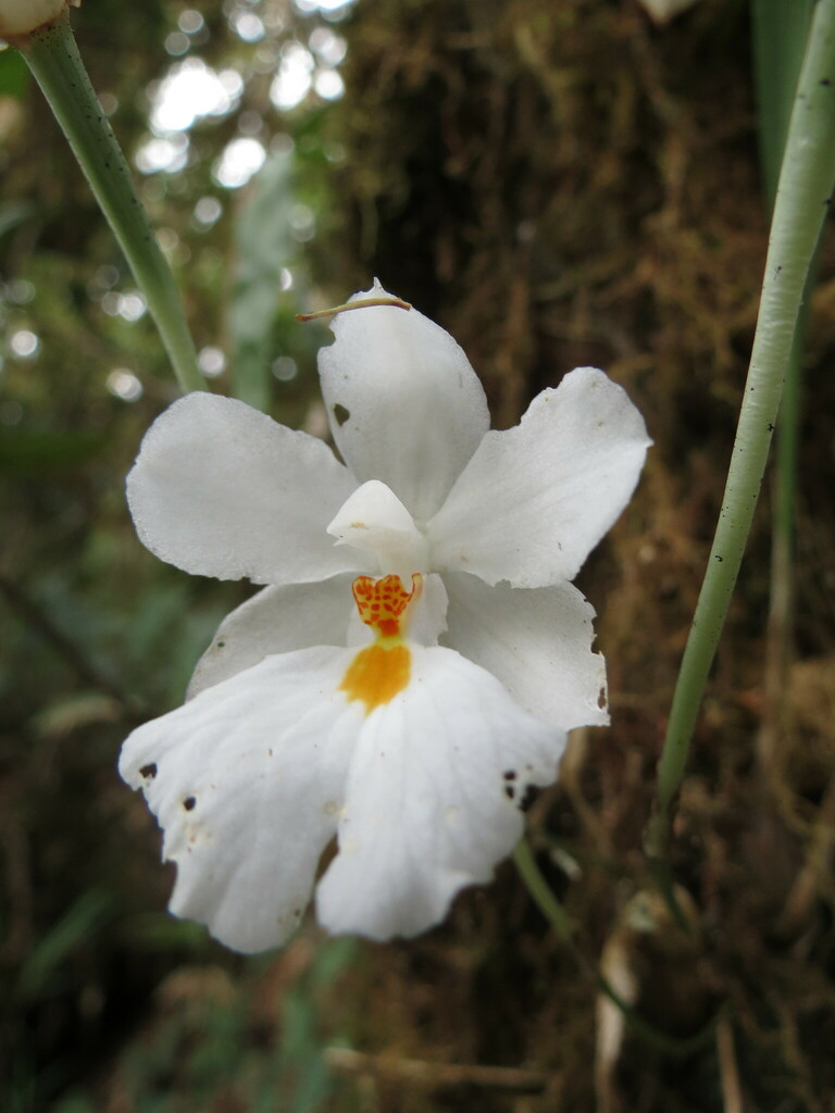 Rossioglossum oerstedii