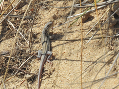 Acanthodactylus erythrurus