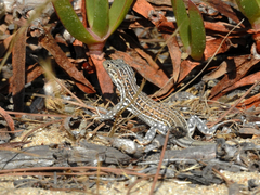 Acanthodactylus erythrurus