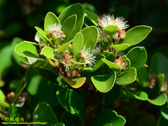 Syzygium elliptifolium