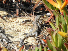 Acanthodactylus erythrurus