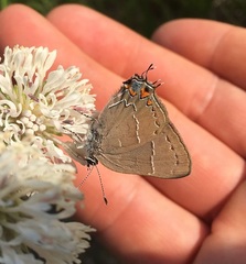 Satyrium favonius