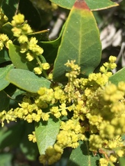 Quercus vacciniifolia