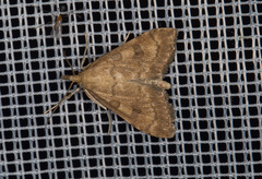 Udea fulvalis