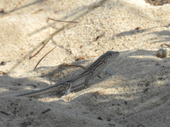 Acanthodactylus erythrurus