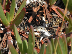 Acanthodactylus erythrurus