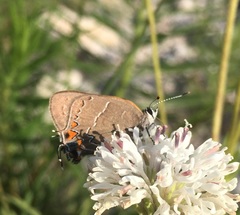 Satyrium favonius