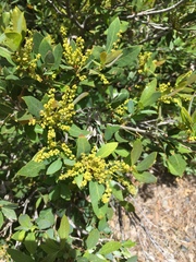 Quercus vacciniifolia