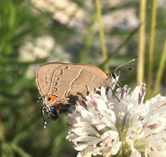 Satyrium favonius