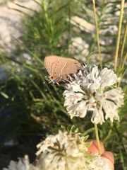 Satyrium favonius