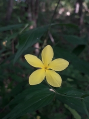 Haplophyton cimicidum