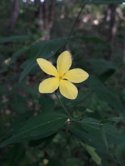 Haplophyton cimicidum