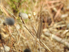 Macronemurus appendiculatus