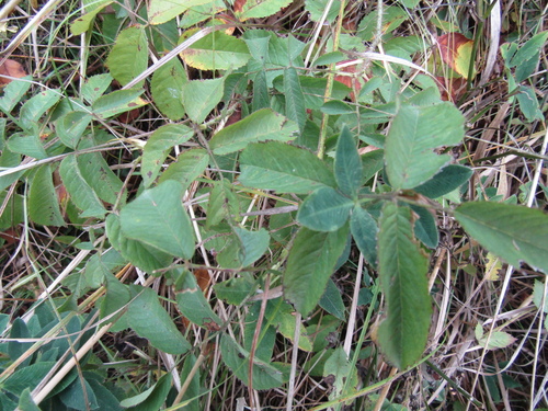 Rosa gallica
