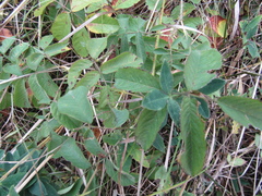 Rosa gallica