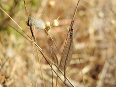 Macronemurus appendiculatus