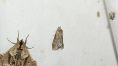 Dasylophia thyatiroides