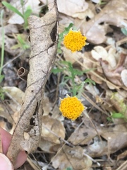 Arnica discoidea