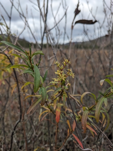 bushy St. Johnswort (Hypericum densiflorum)