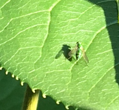 Condylostylus caudatus