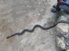 Acrantophis dumerili