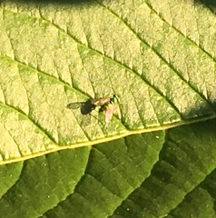 Condylostylus caudatus