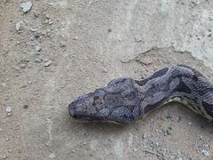 Acrantophis dumerili