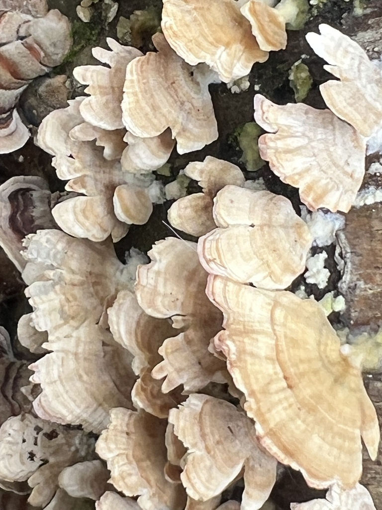 Trichaptum