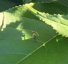 Condylostylus caudatus