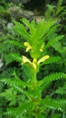 Pedicularis rex