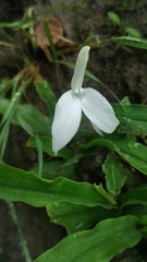 Roscoea