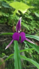 Roscoea