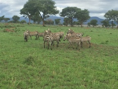 Equus quagga borensis