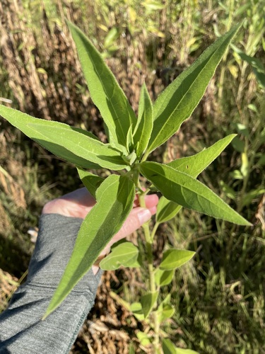 Image of Helianthus paradoxus by (c) Martin Purdy, some rights reserved (CC BY)