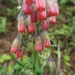 Onosma paniculata - Photo (c) Lukasz Madrzynski 孟巨石, some rights reserved (CC BY-NC), uploaded by Lukasz Madrzynski 孟巨石