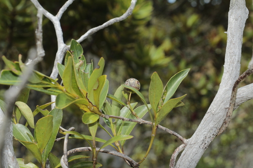 Gynochthodes myrtifolia observed 2024-01-26