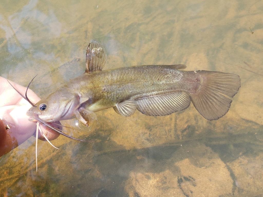 Gele dwergmeerval (Ameiurus natalis) — Ictaluridae